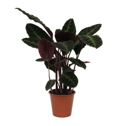 Calathea Warscewiczii 1 - LushLeaf | Online planten bestellen