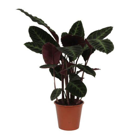 Calathea Warscewiczii 1 - LushLeaf | Online planten bestellen