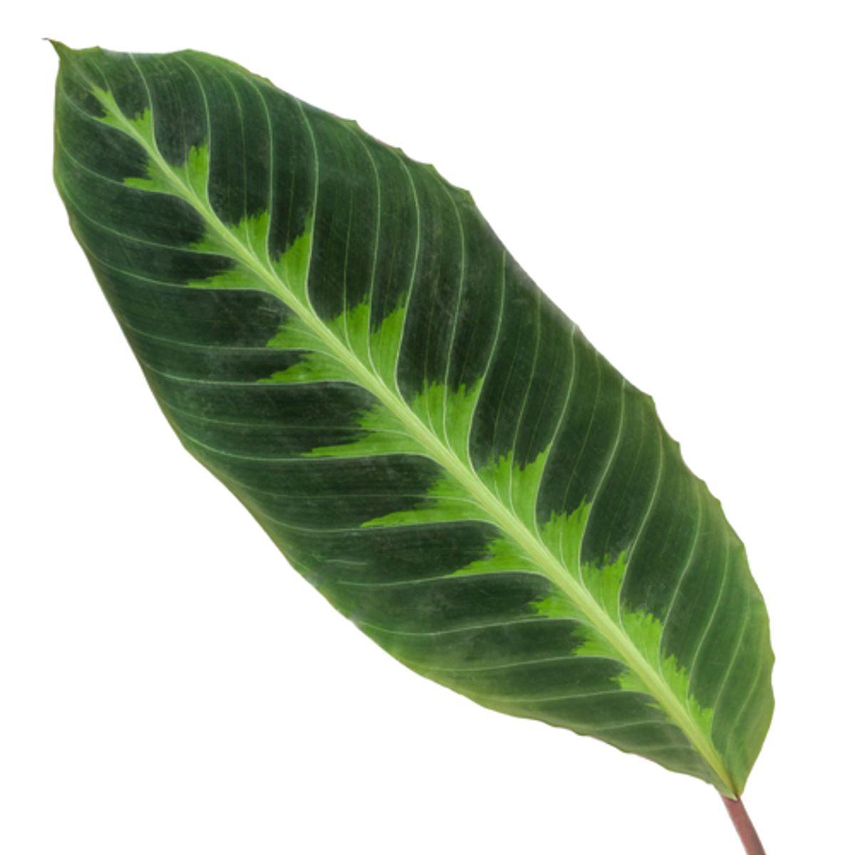 Calathea Warscewiczii 3 - LushLeaf | Online planten bestellen