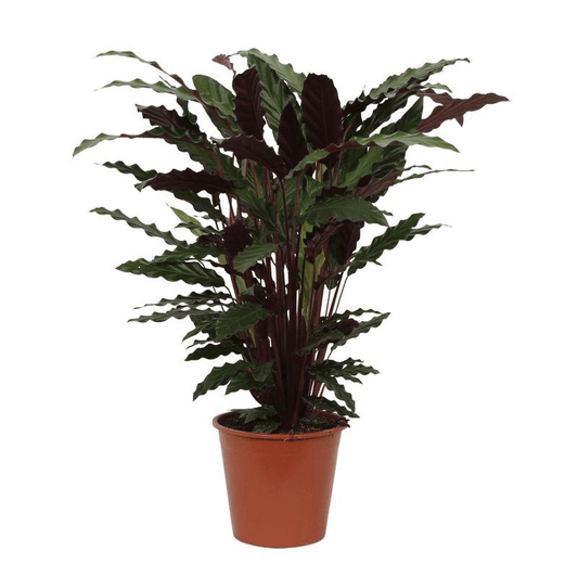 Calathea Wavestar 1 - LushLeaf | Online planten bestellen