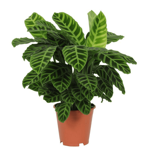 Calathea Zebrina 1 - LushLeaf | Online planten bestellen