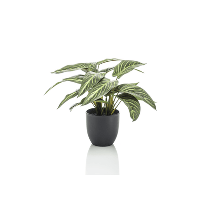 Calathea Zebrina - Schaduwplant | Kunstplant 1 - LushLeaf | Online planten bestellen
