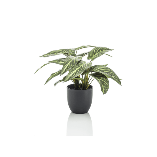 Calathea Zebrina - Schaduwplant | Kunstplant 1 - LushLeaf | Online planten bestellen