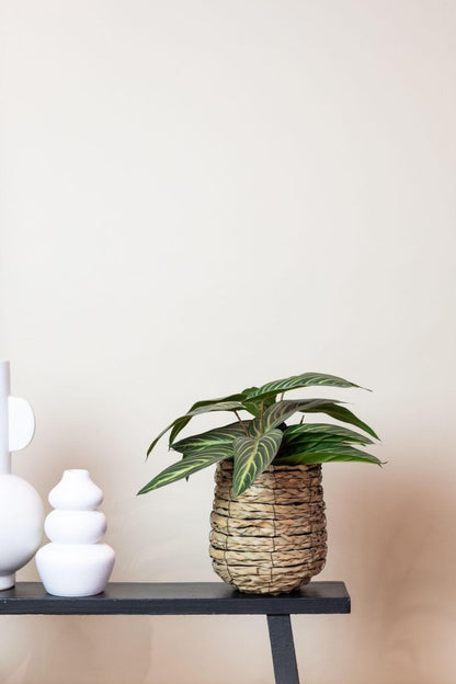 Calathea Zebrina - Schaduwplant | Kunstplant 3 - LushLeaf | Online planten bestellen