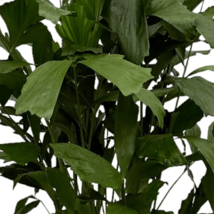 Caryota Mitis 2 - LushLeaf | Online planten bestellen