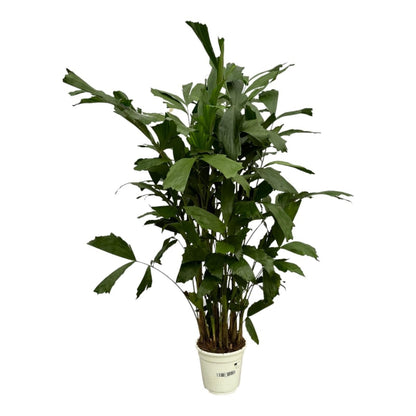 Caryota Mitis 1 - LushLeaf | Online planten bestellen