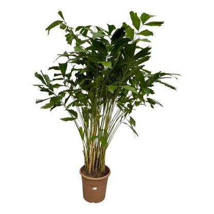 Caryota Mitis | XL 7 - LushLeaf | Online planten bestellen