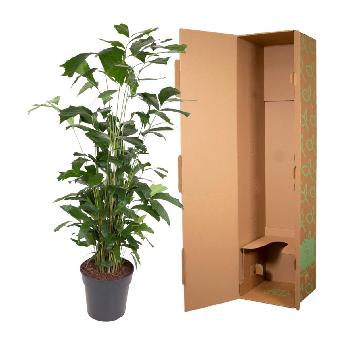 Caryota Mitis | XL 5 - LushLeaf | Online planten bestellen