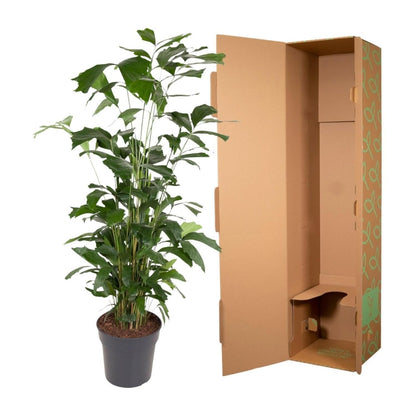 Caryota Mitis | XL 5 - LushLeaf | Online planten bestellen