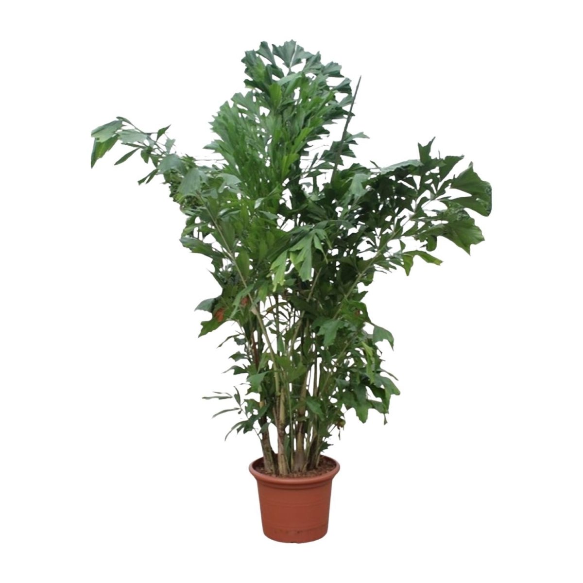 Caryota Mitis | XL 9 - LushLeaf | Online planten bestellen