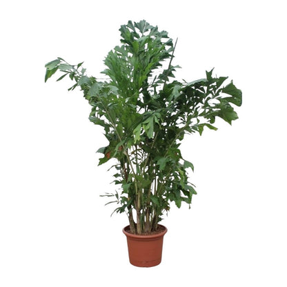 Caryota Mitis | XL 9 - LushLeaf | Online planten bestellen
