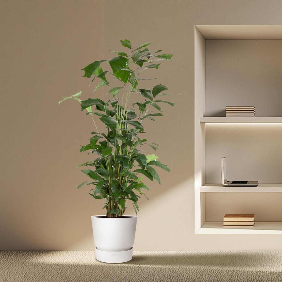 Caryota Mitis | XL 3 - LushLeaf | Online planten bestellen