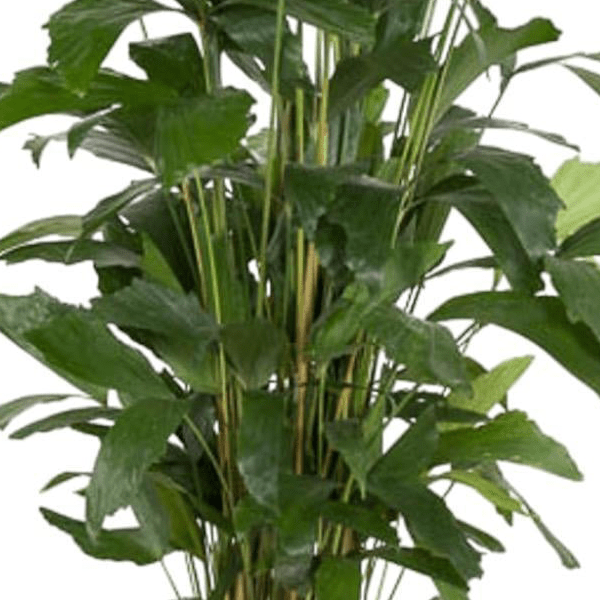 Caryota Mitis | XL 2 - LushLeaf | Online planten bestellen