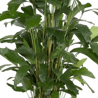 Caryota Mitis | XL 2 - LushLeaf | Online planten bestellen