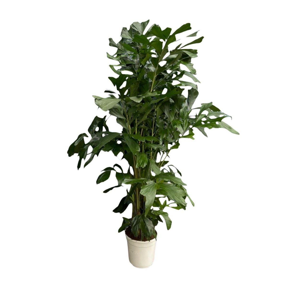 Caryota Mitis | XL 6 - LushLeaf | Online planten bestellen