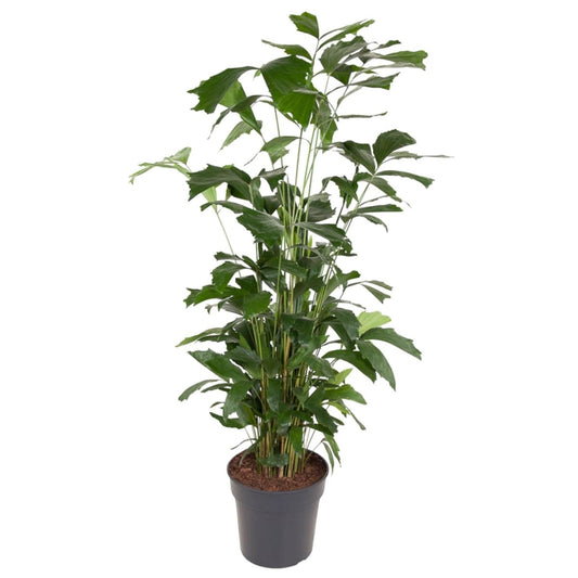 Caryota Mitis | XL 1 - LushLeaf | Online planten bestellen