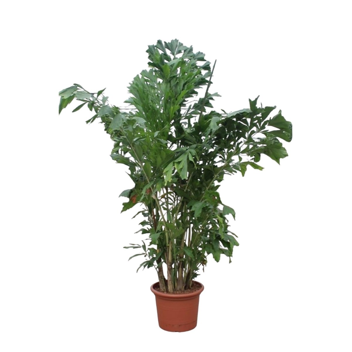 Caryota Mitis | XL 8 - LushLeaf | Online planten bestellen