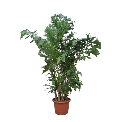 Caryota Mitis | XL 8 - LushLeaf | Online planten bestellen