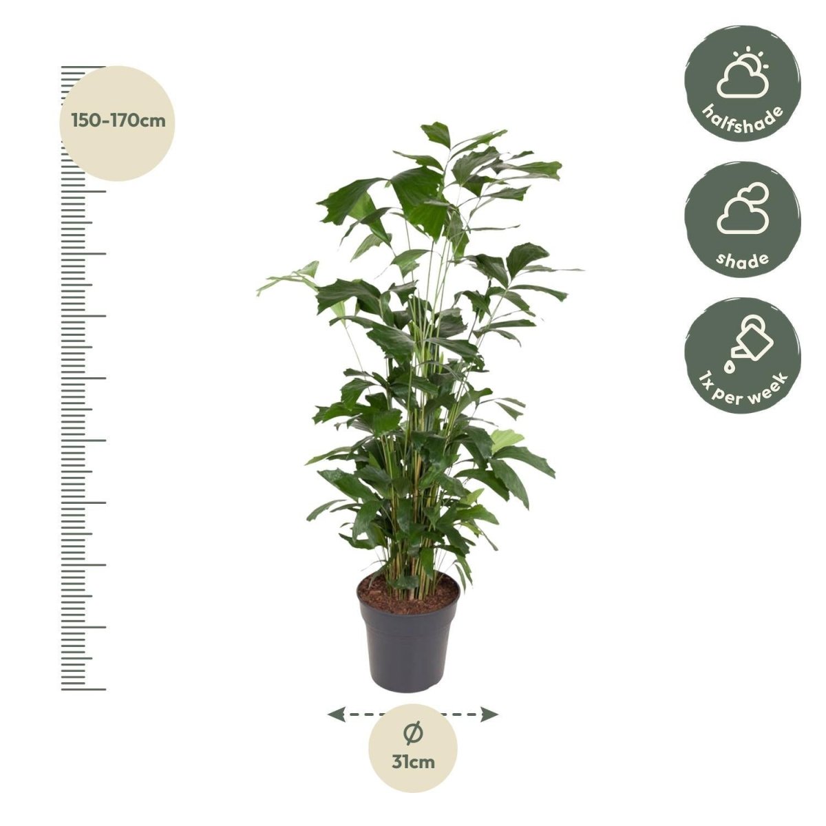 Caryota Mitis | XL 4 - LushLeaf | Online planten bestellen