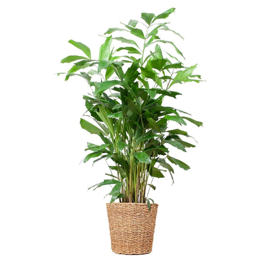 Caryota Mitis XL met Torun mand naturel 1 - LushLeaf | Online planten bestellen