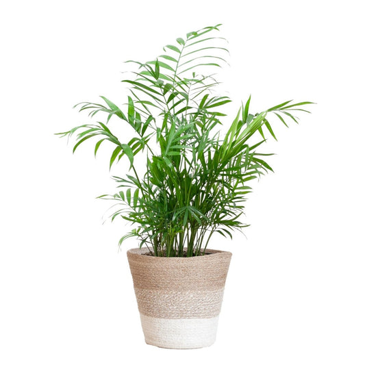 Chamaedorea Elegans met pot 1 - LushLeaf | Online planten bestellen