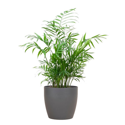 Chamaedorea Elegans met pot 7 - LushLeaf | Online planten bestellen