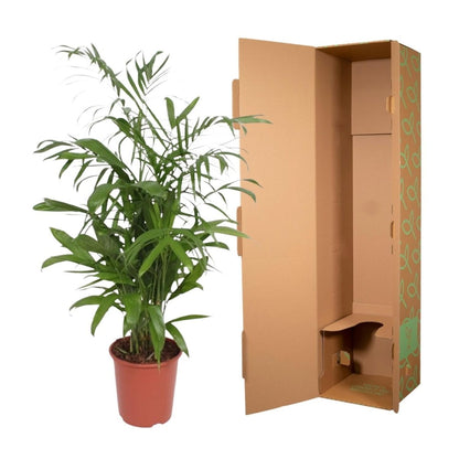Chamaedorea Seifrizii 5 - LushLeaf | Online planten bestellen