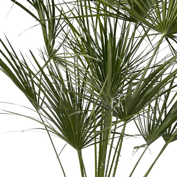 Chamaerops Humilis op stam 2 - LushLeaf | Online planten bestellen