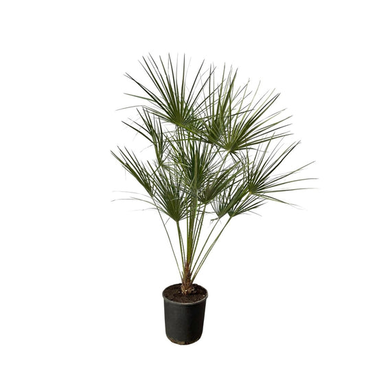 Chamaerops Humilis op stam 1 - LushLeaf | Online planten bestellen