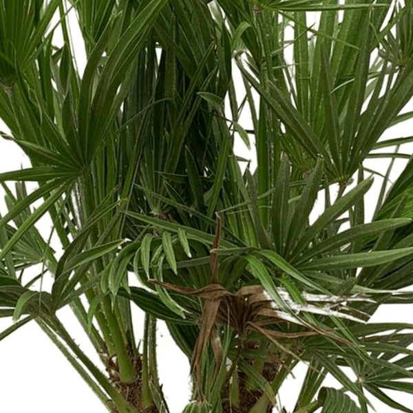 Chamaerops Humilis struik 2 - LushLeaf | Online planten bestellen