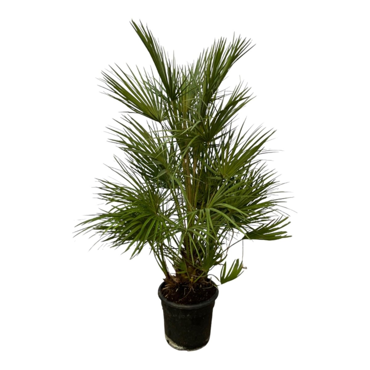 Chamaerops Humilis struik 3 - LushLeaf | Online planten bestellen