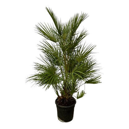 Chamaerops Humilis struik 3 - LushLeaf | Online planten bestellen