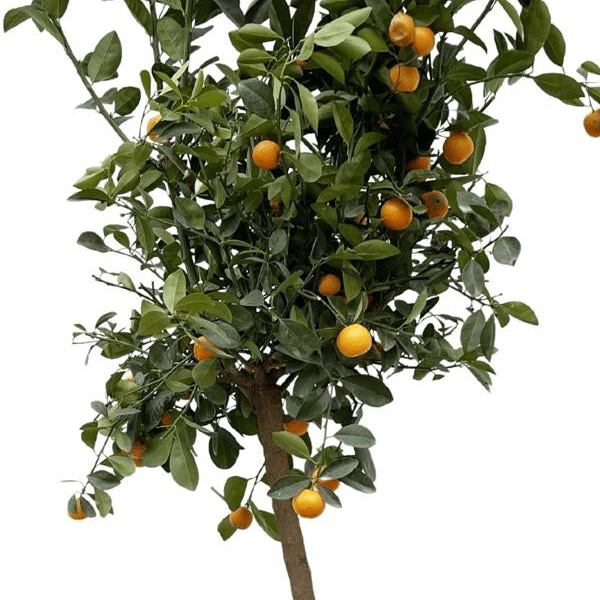 Citrus Calamondin 2 - LushLeaf | Online planten bestellen