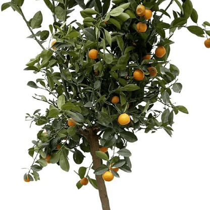 Citrus Calamondin 2 - LushLeaf | Online planten bestellen