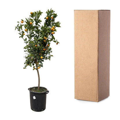 Citrus Calamondin 5 - LushLeaf | Online planten bestellen