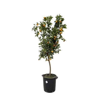 Citrus Calamondin 1 - LushLeaf | Online planten bestellen