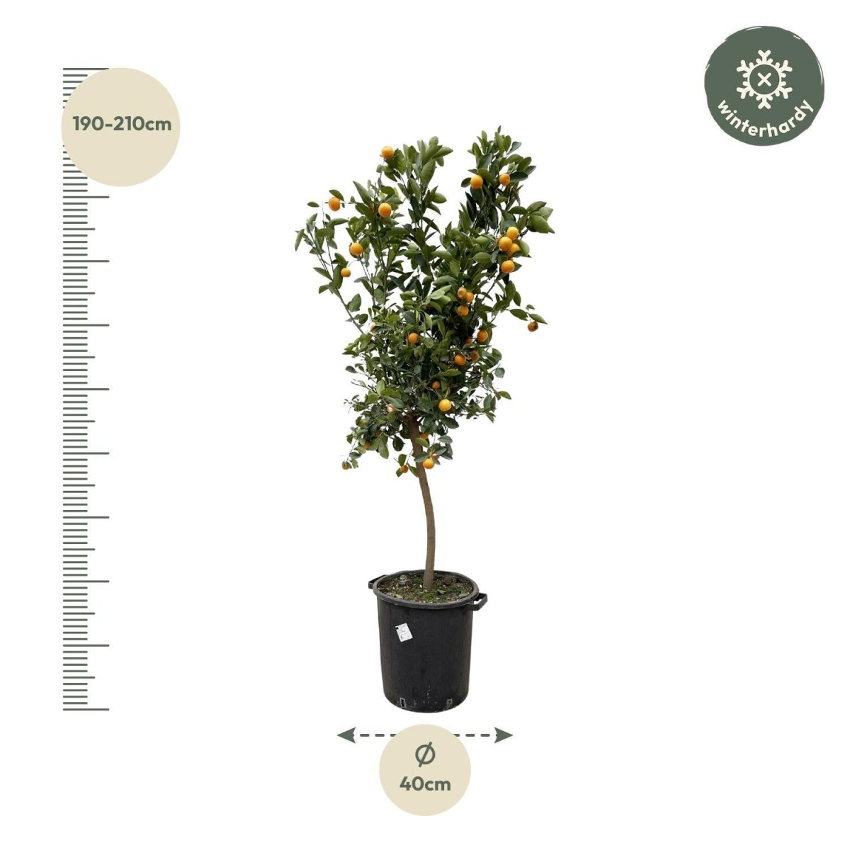 Citrus Calamondin 4 - LushLeaf | Online planten bestellen