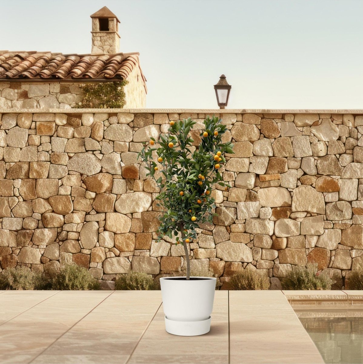 Citrus Calamondin 3 - LushLeaf | Online planten bestellen