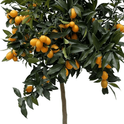 Citrus Kumquat 2 - LushLeaf | Online planten bestellen