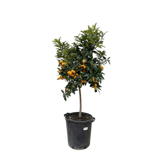 Citrus Kumquat 1 - LushLeaf | Online planten bestellen