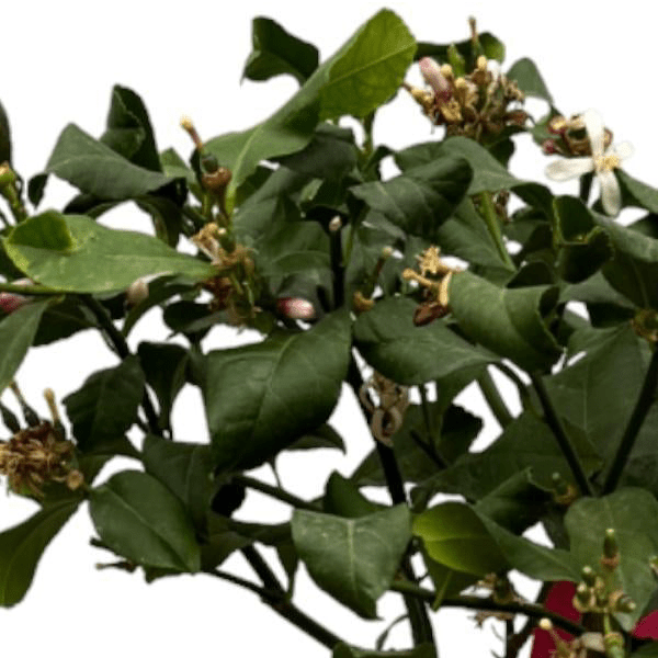 Citrus Lemon 2 - LushLeaf | Online planten bestellen