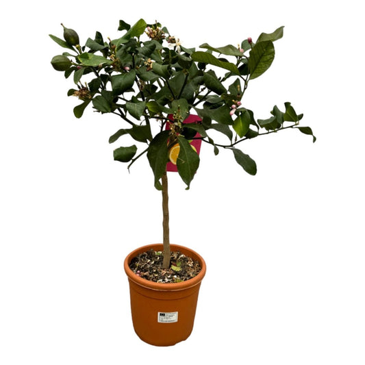 Citrus Lemon 1 - LushLeaf | Online planten bestellen