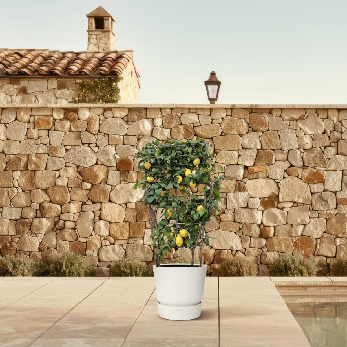 Citrus Lemon op rek 3 - LushLeaf | Online planten bestellen