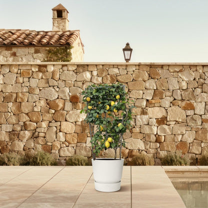 Citrus Lemon op rek 3 - LushLeaf | Online planten bestellen