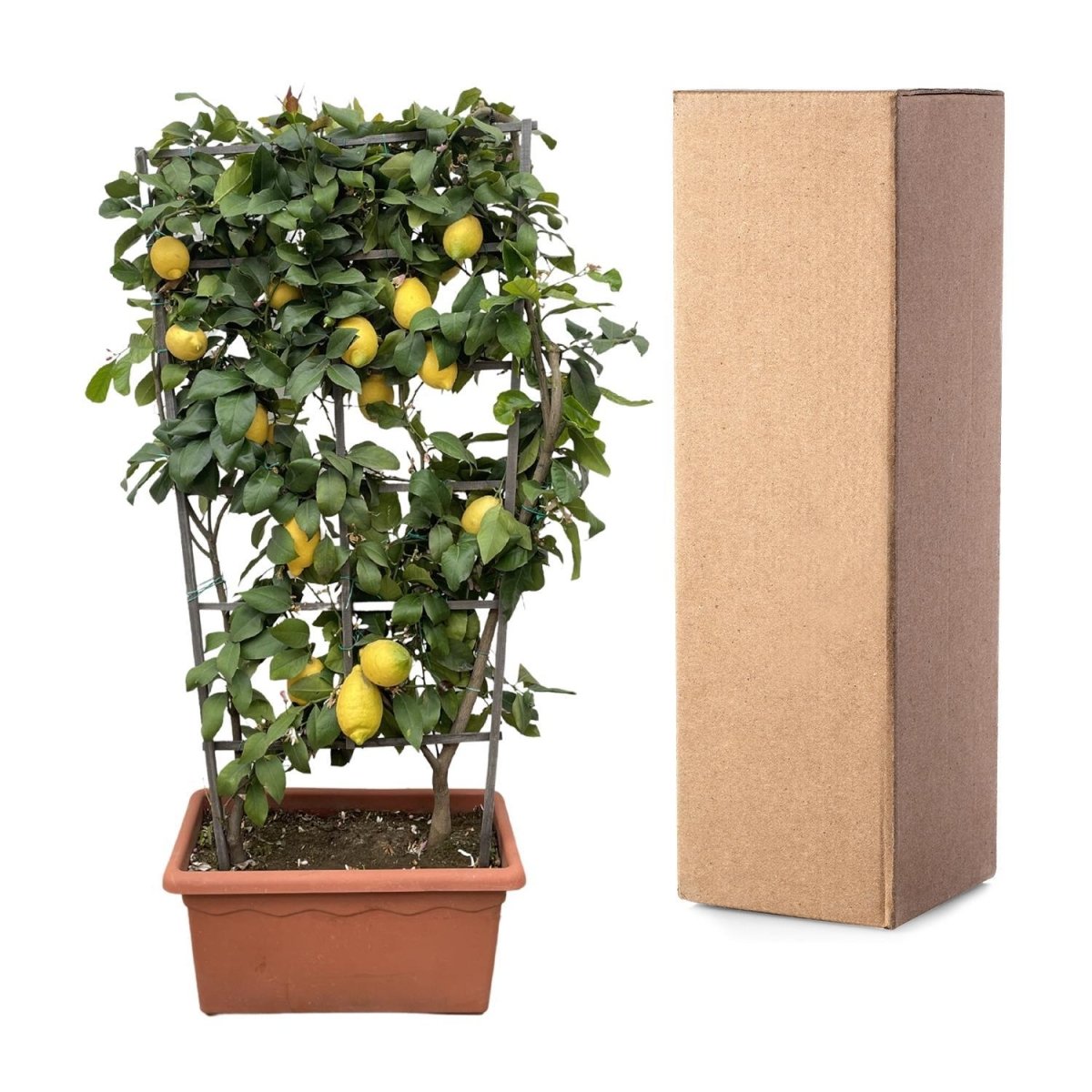 Citrus Lemon op rek 5 - LushLeaf | Online planten bestellen