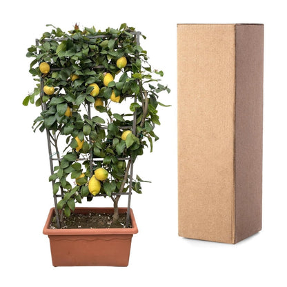 Citrus Lemon op rek 5 - LushLeaf | Online planten bestellen
