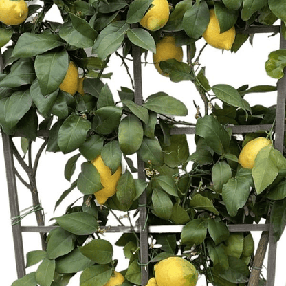 Citrus Lemon op rek 2 - LushLeaf | Online planten bestellen