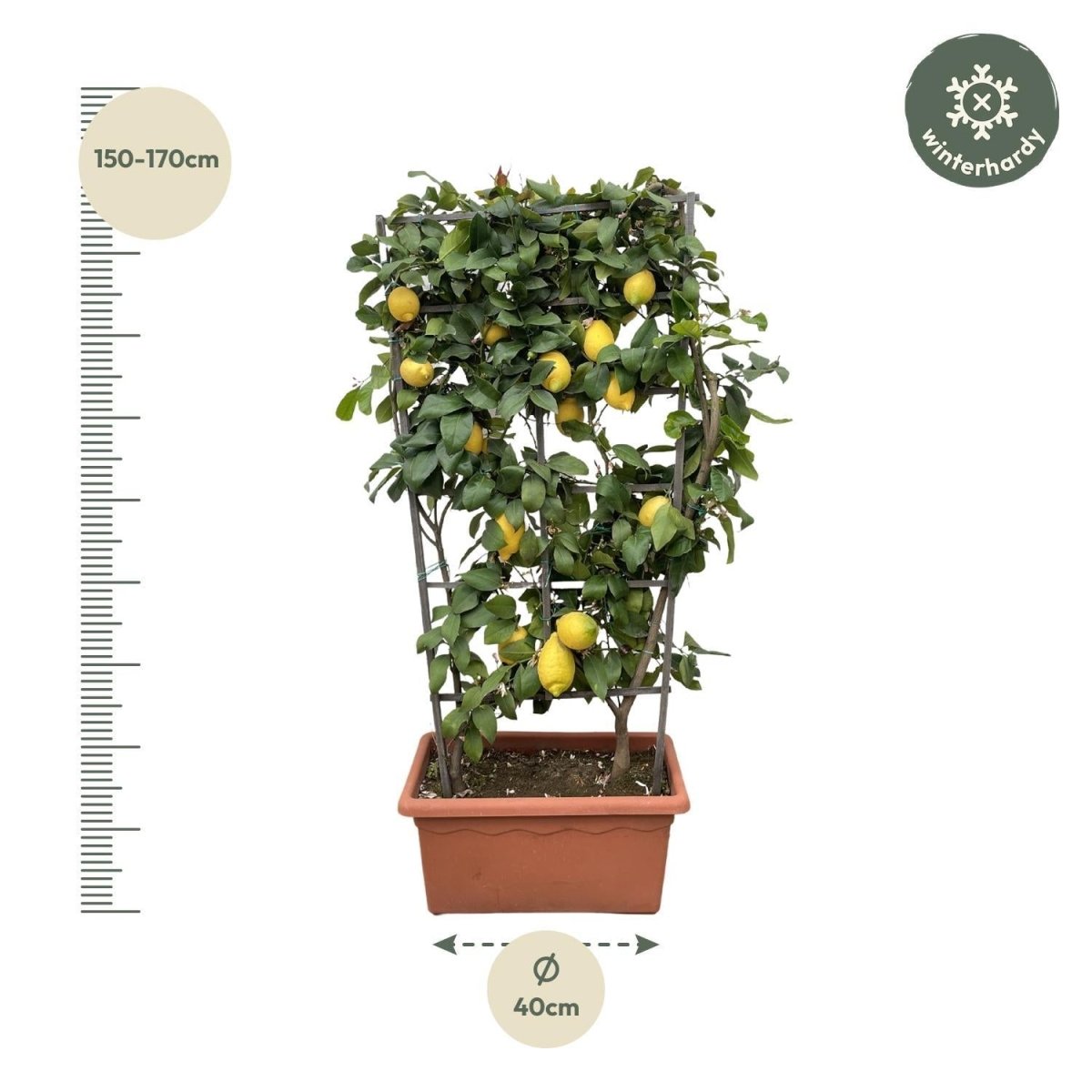 Citrus Lemon op rek 4 - LushLeaf | Online planten bestellen