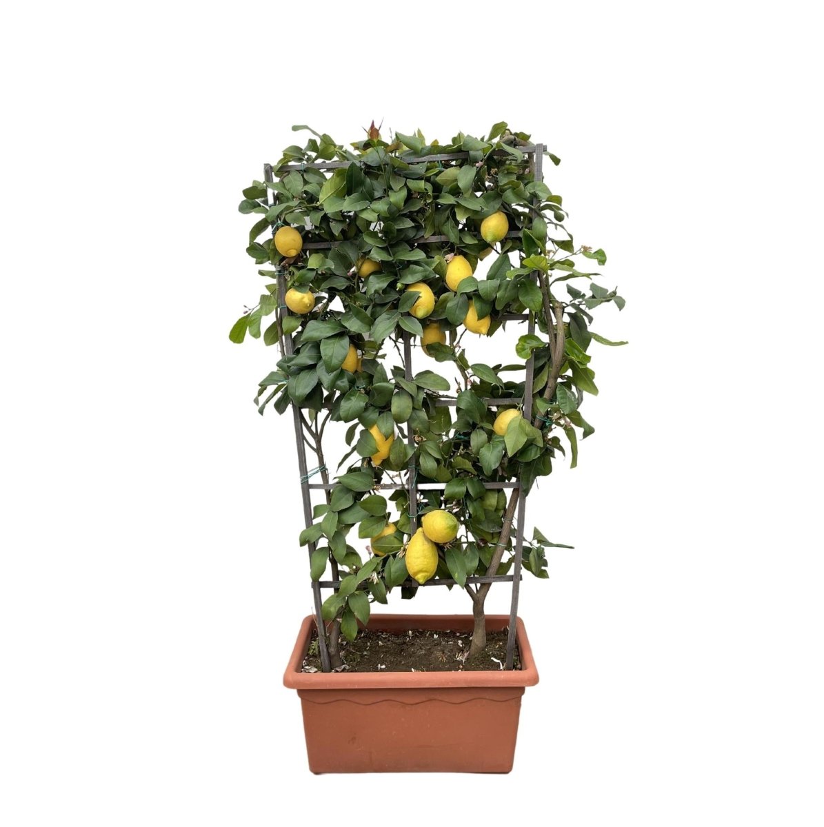 Citrus Lemon op rek 1 - LushLeaf | Online planten bestellen