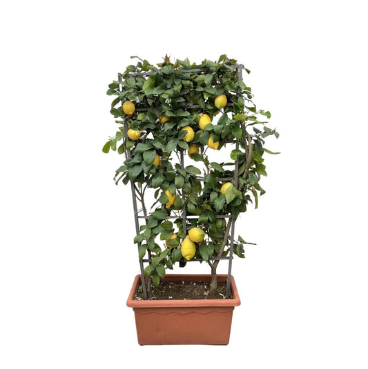 Citrus Lemon op rek 1 - LushLeaf | Online planten bestellen
